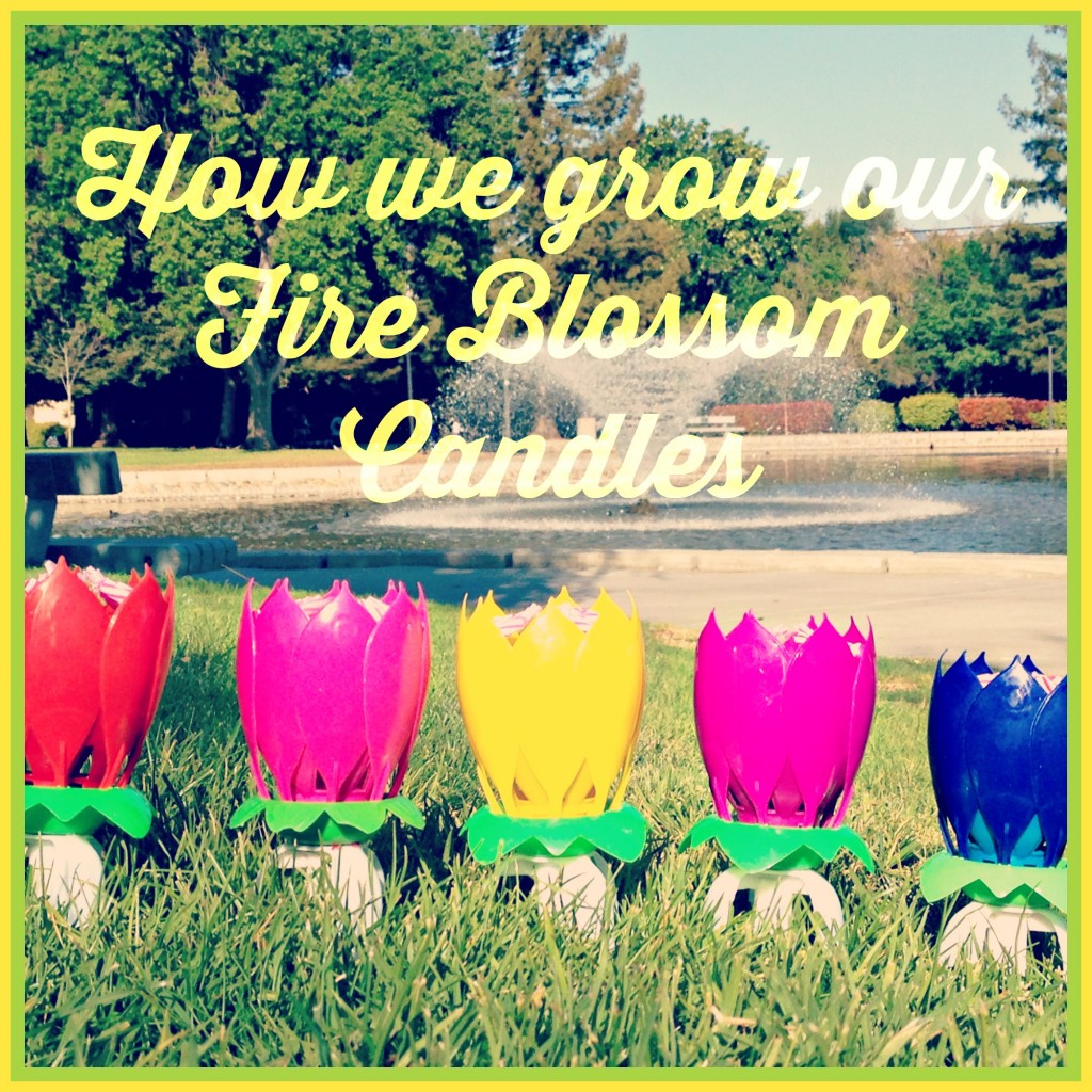 How We Grow Fire Blossom Candles - Fire Blossom Candle